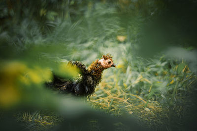 View of hen on grass