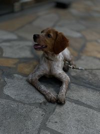 Dog looking away while sitting on footpath