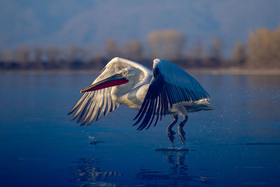 Close-up of bird in lake