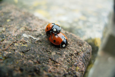 Close-up of ladybugs mating