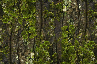 Full frame shot of trees in forest