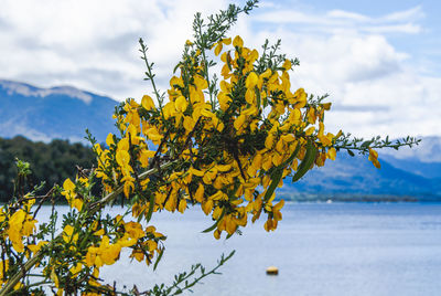 Close-up of yellow flowering plant against sky