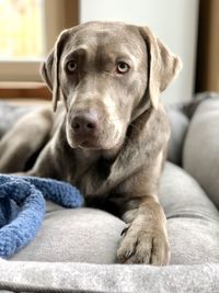 Portrait of dog relaxing on sofa at home