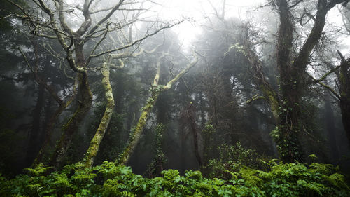 Trees in forest