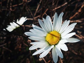 Close-up of white daisy