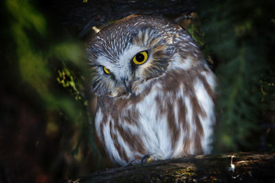 Close-up of owl perching on branch