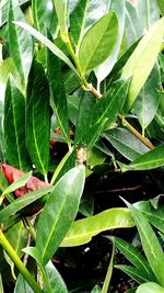 High angle view of insect on plant