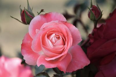 Close-up of pink rose