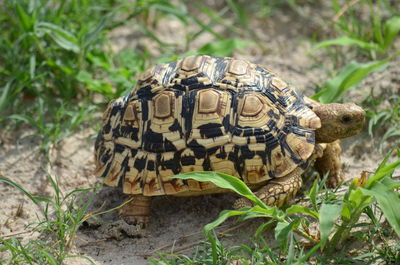 Close-up of turtle on field