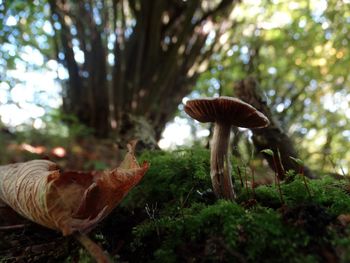 Close-up of mushroom growing on field