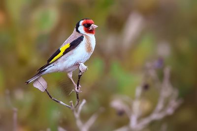Close-up of bird perching on branch