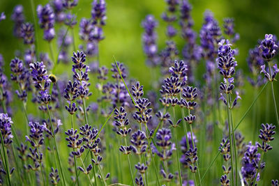 Close-up of purple flowering plants on field