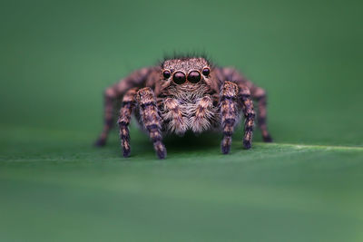 Close-up of spider