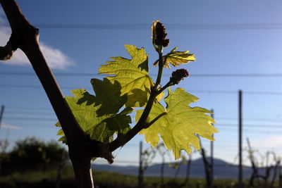 Close-up of yellow maple leaves against sky