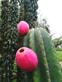 Close-up of cactus growing on tree