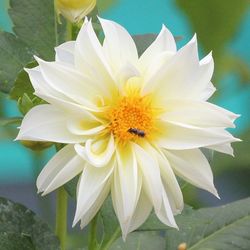 Close-up of white flower