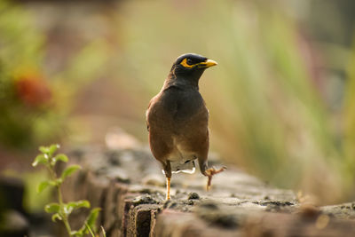 Beautiful photograph of indian myna.