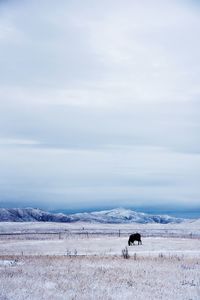 Horse on field against sky