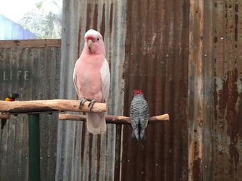 Birds perching on wood at zoo