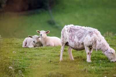 Sheep in a field