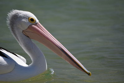 Close-up of pelican on lake