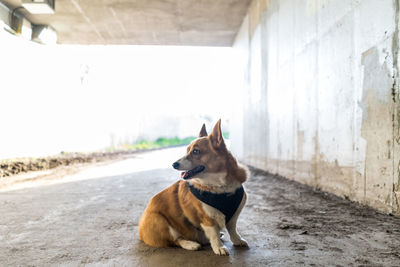 Dog looking away