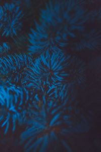 Extreme close up of blue flower