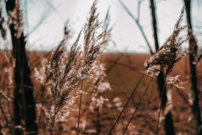 Close-up of stalks on snow covered field