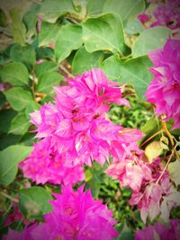 Close-up of pink flowers blooming outdoors