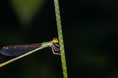 Close-up of damselfly on leaf