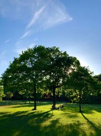 Trees on field against sky