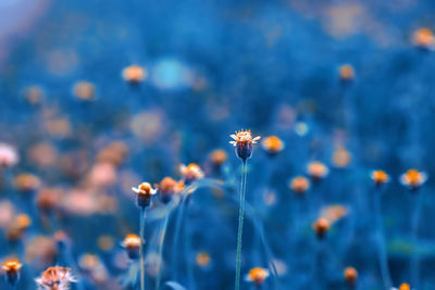 Close-up of flowering plant against blue sky