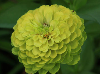 Close-up of insect on plant