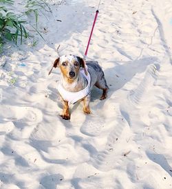 Dog standing in snow