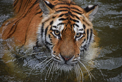 Close-up portrait of tiger in lake