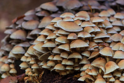 Close-up of mushrooms growing on land