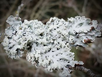 Close-up of white flowers