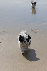 Havanese puppy