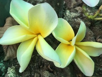 High angle view of succulent plant on field