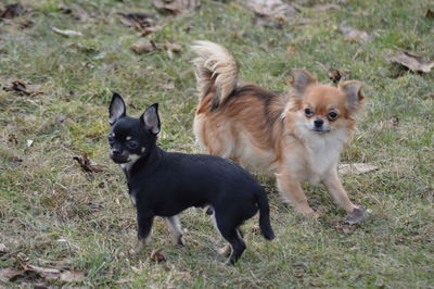 Dogs on field