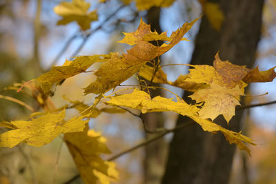 Close-up of yellow maple leaves on branch