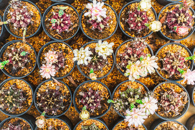 Top view of little cactus in a pot. different types of cactus in the nursery make a clear picture.