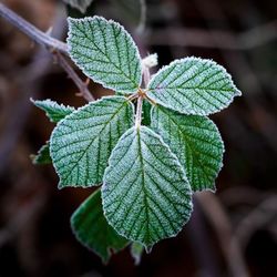 Close-up of green leaves