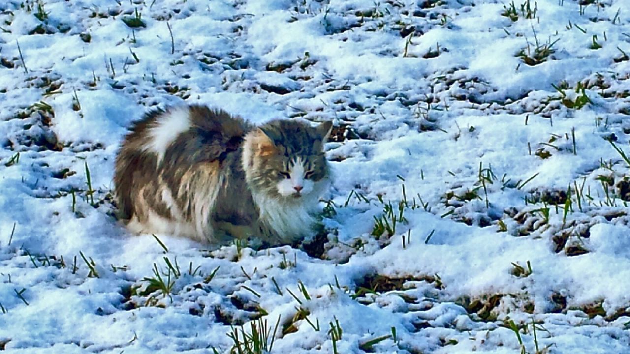 animal themes, snow, winter, cold temperature, mammal, domestic animals, one animal, season, high angle view, pets, dog, nature, water, field, wildlife, animals in the wild, rock - object, weather, day, outdoors