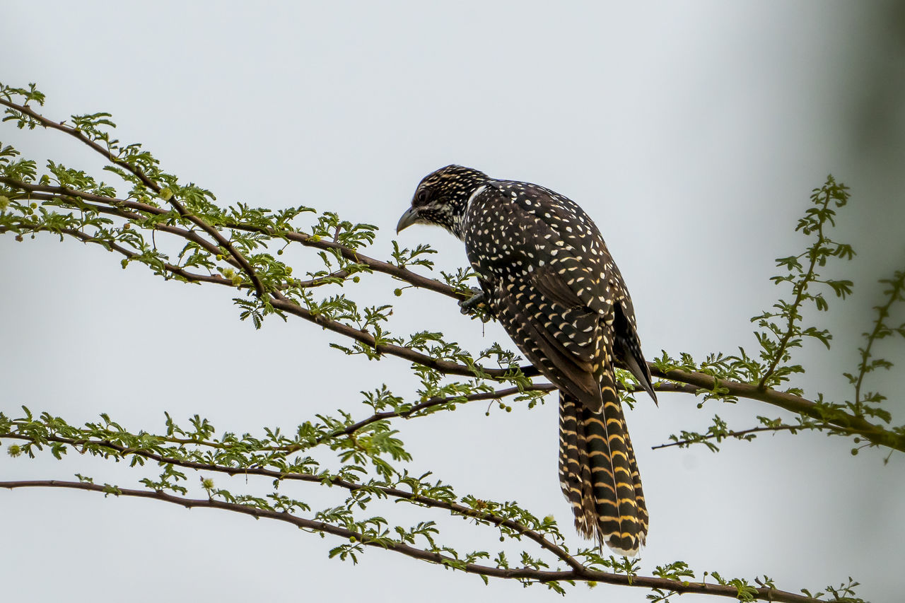 LOW ANGLE VIEW OF BIRD PERCHING ON A TREE