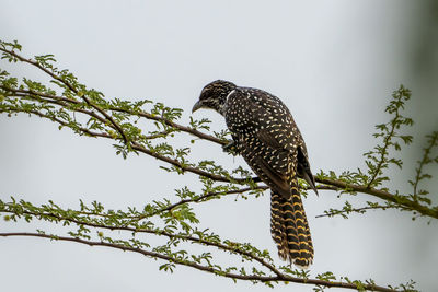 Low angle view of bird perching on tree against sky