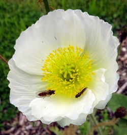 Close-up of insect on flower