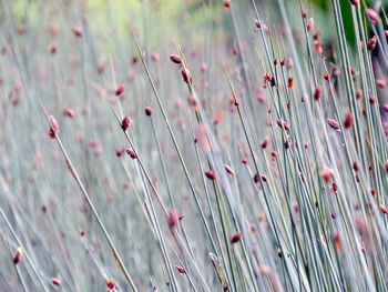 Close-up view of flowers