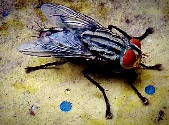 Close-up of insect on wall