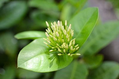 Close-up of flowering plant